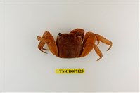 藏品(帝王仿相手蟹)的圖片